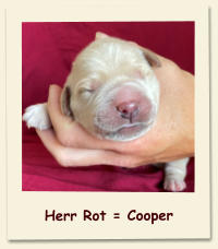 Herr Rot = Cooper