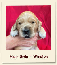 Herr Grün = Winston