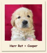 Herr Rot = Cooper