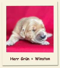 Herr Grün = Winston