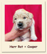 Herr Rot = Cooper