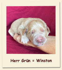 Herr Grün = Winston