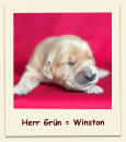 Herr Grün = Winston