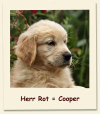 Herr Rot = Cooper