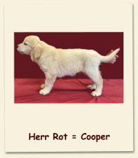 Herr Rot = Cooper