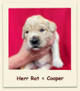 Herr Rot = Cooper