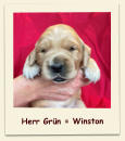 Herr Grün = Winston