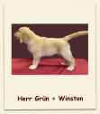 Herr Grün = Winston