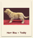 Herr Blau = Teddy